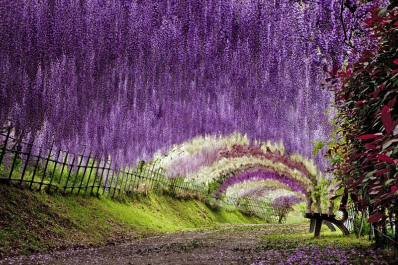 Japan- know the facts and the festivities