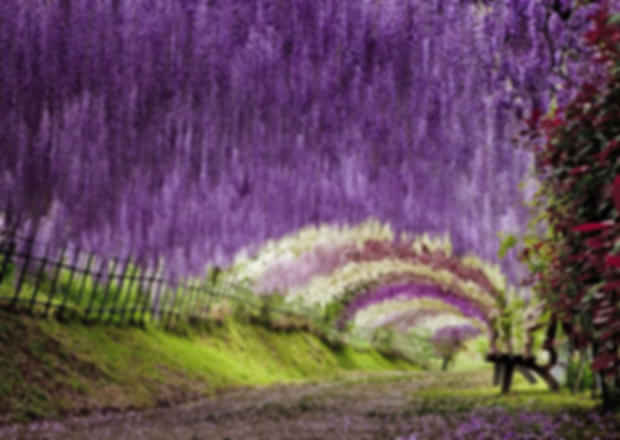 Japan- know the facts and the festivities