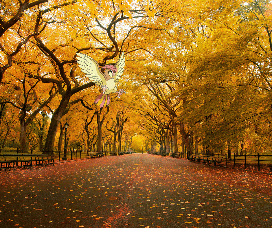 Pidgeotto in Central Park at USA