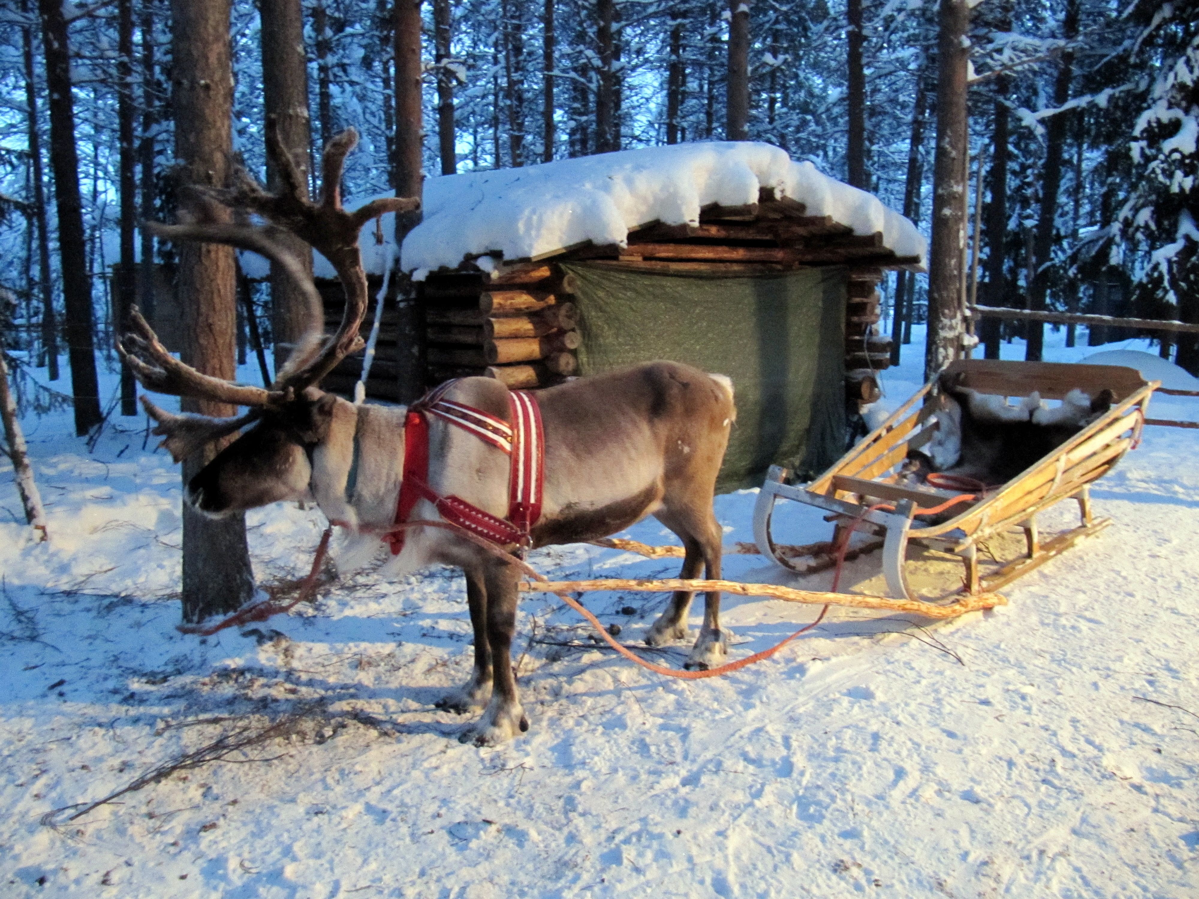 reindeer-sleigh