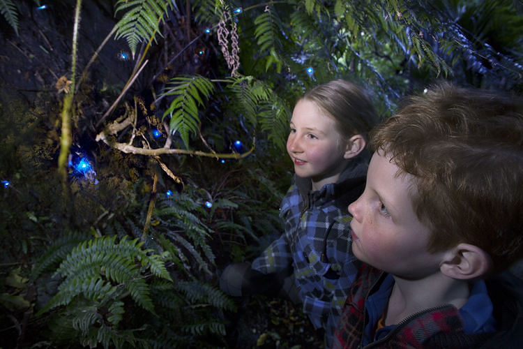 Best Places to Spot Glow Worms in New Zealand