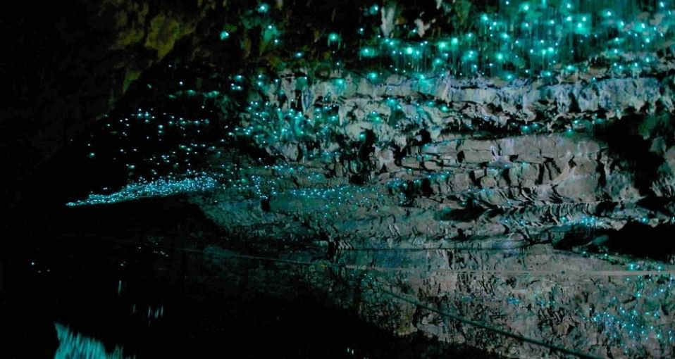 Best Places to Spot Glow Worms in New Zealand