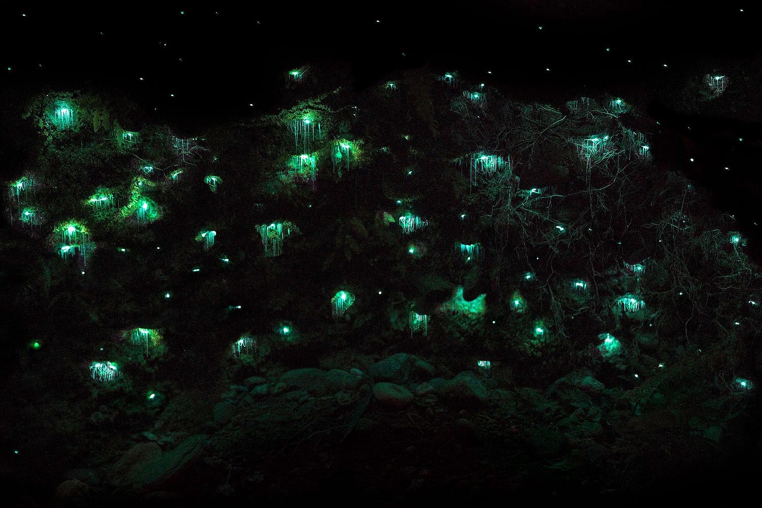 Best Places to Spot Glow Worms in New Zealand