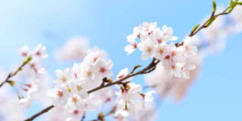 Japanese Cherry blossoms