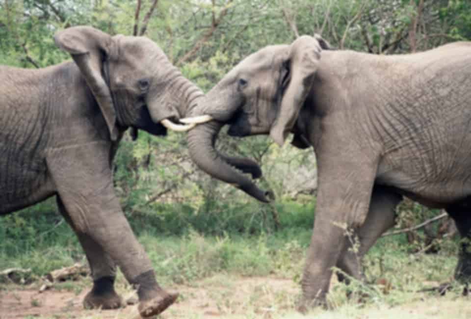Native Animals in South Africa: Into the Wild