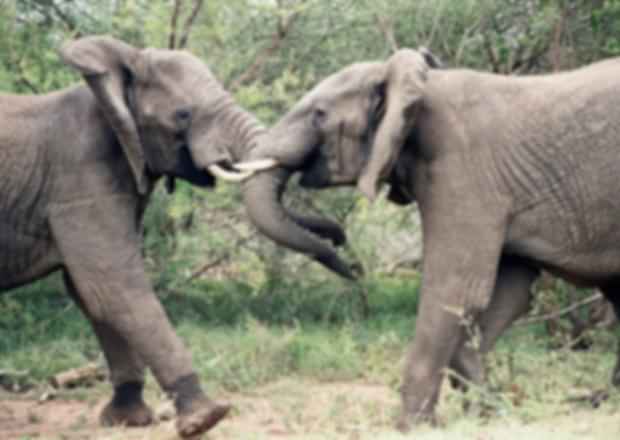 Native Animals in South Africa: Into the Wild
