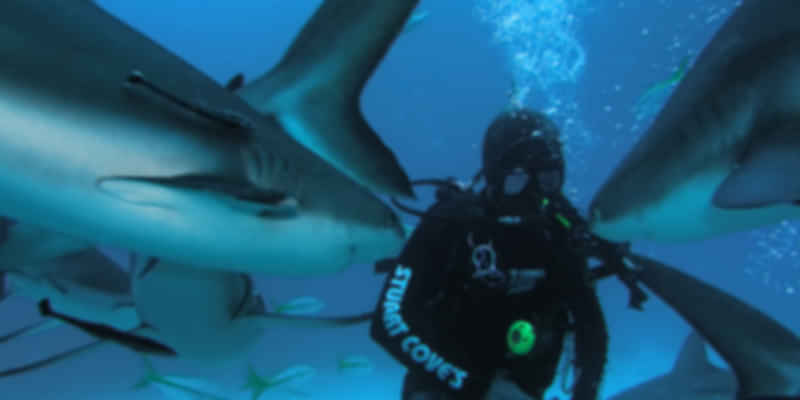 Diving at Tiger Zoo Dive site