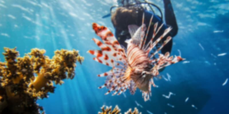 Scuba Diving in Dubai