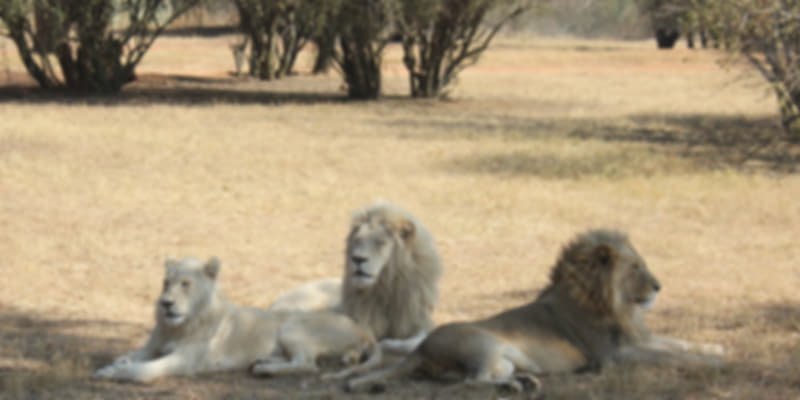 Lion Park, Johannesburg. Gauteng, South Africa