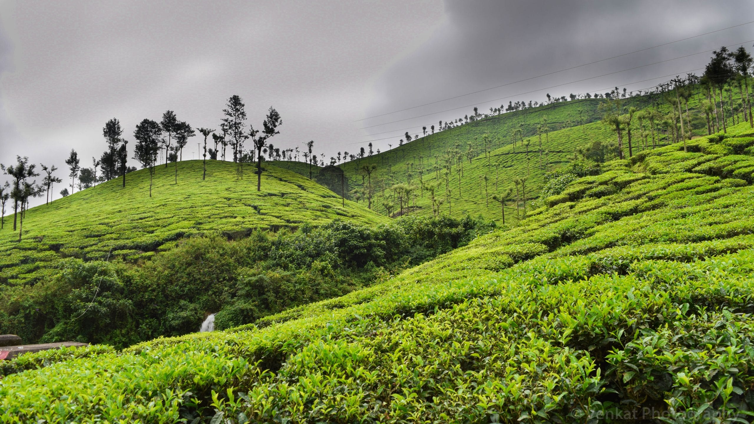 Top Tea Gardens in Assam
