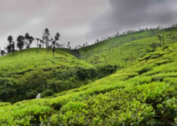Top Tea Gardens in Assam