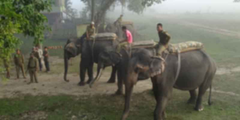 Pobitora Wildlife Sanctuary