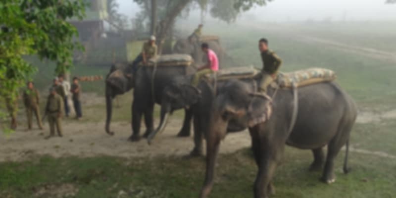 Pobitora Wildlife Sanctuary