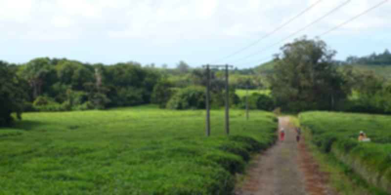 Bois Chéri Plantation (Tea Plantations In Mauritius)