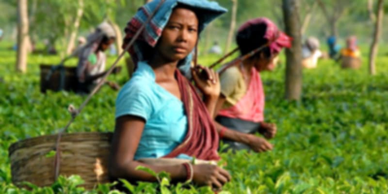 tea garden in assam