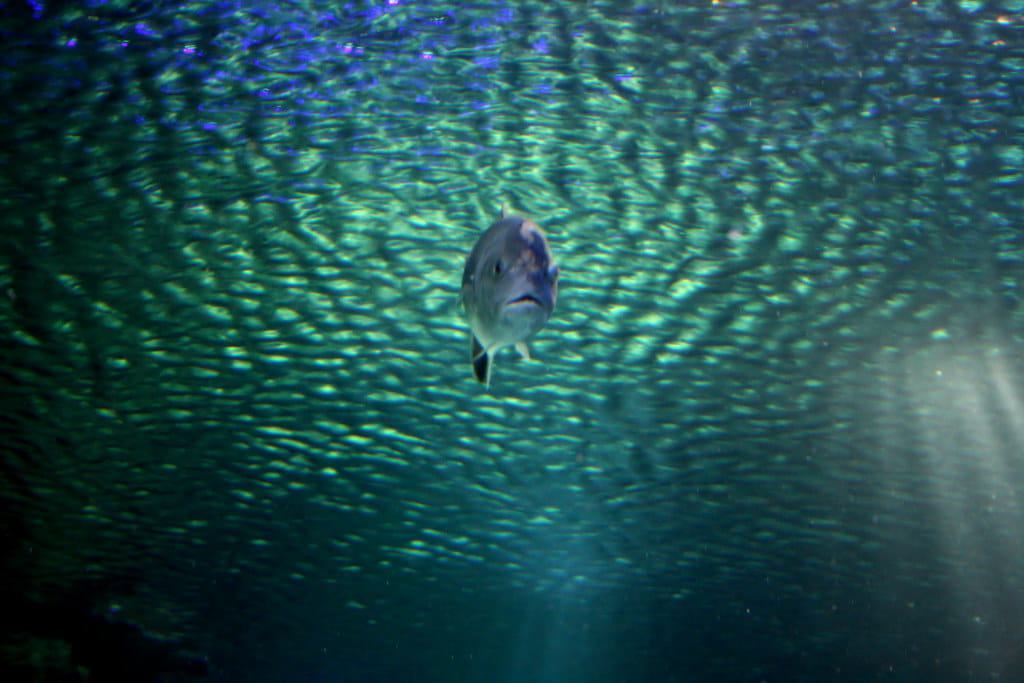 Aquaria KLCC: Malaysia’s Oceanarium You Must Visit