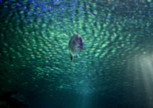 Aquaria KLCC: Malaysia’s Oceanarium You Must Visit