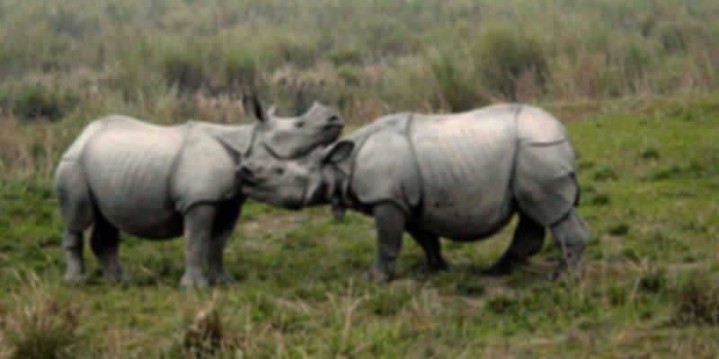 . Kaziranga National Park