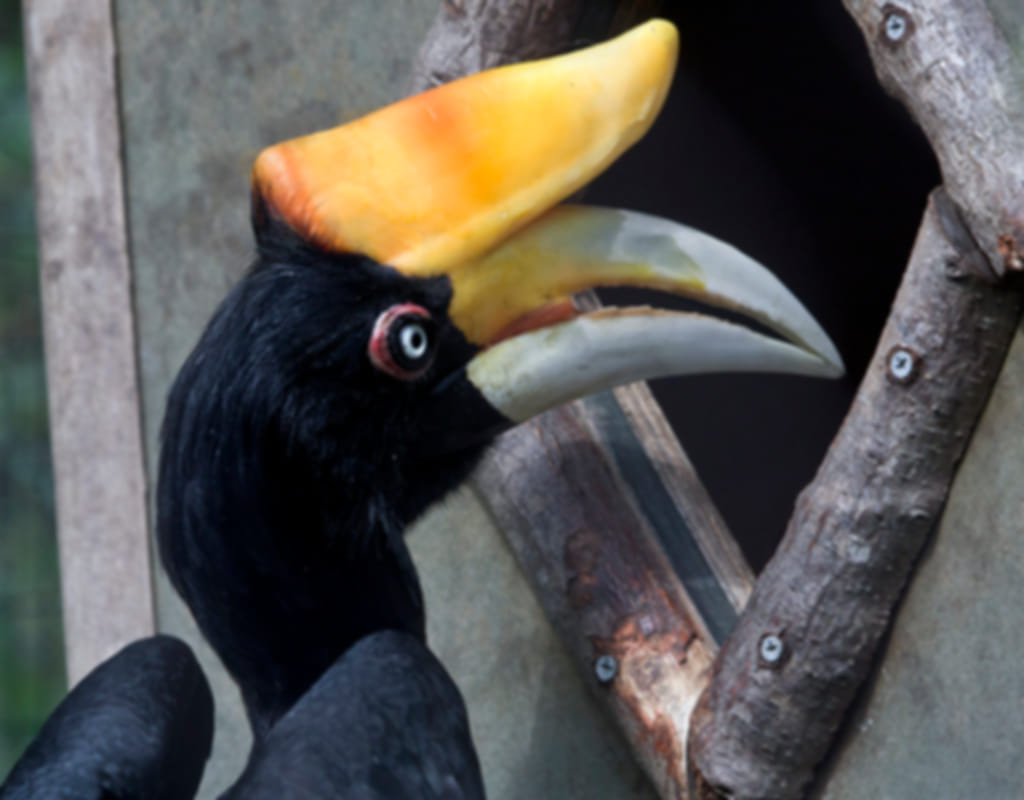 11 Fascinating Hornbill Facts: Everything You Need to Know About Malaysia’s Iconic Bird
