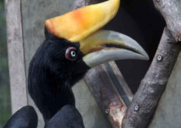 11 Facts about Hornbill – About the National bird and pride of Malaysia
