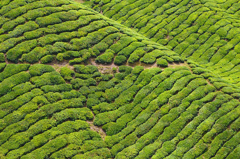 tea garden in assam
