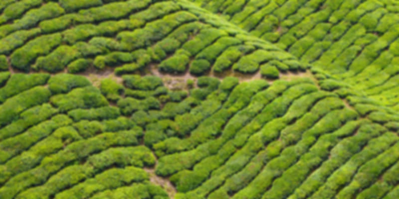 tea garden in assam
