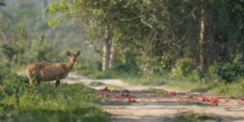 Kaziranga