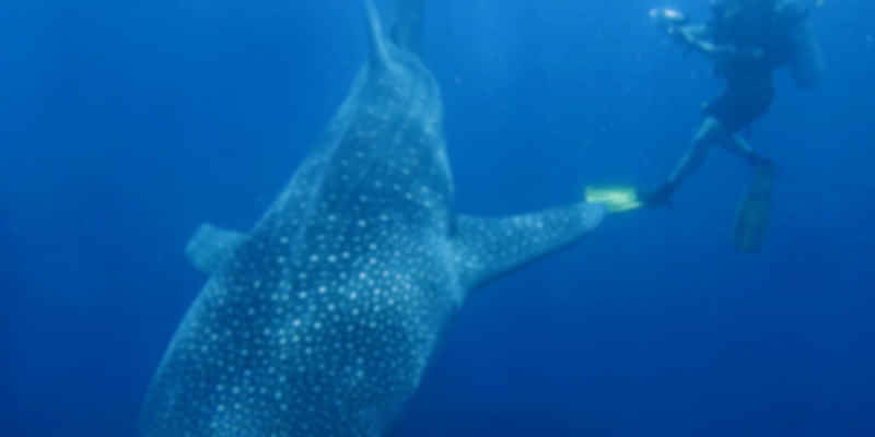 Dive and swim with Whale Sharks.
