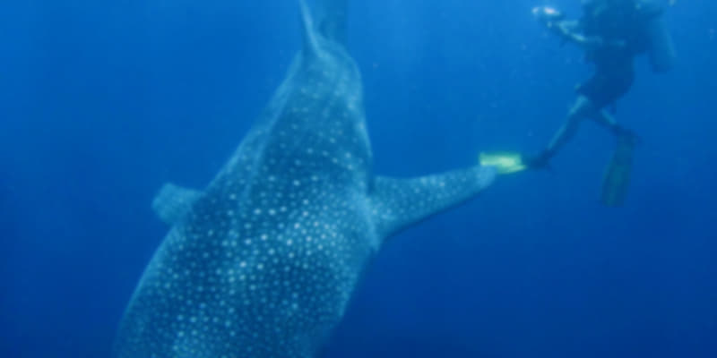 Dive and swim with Whale Sharks.