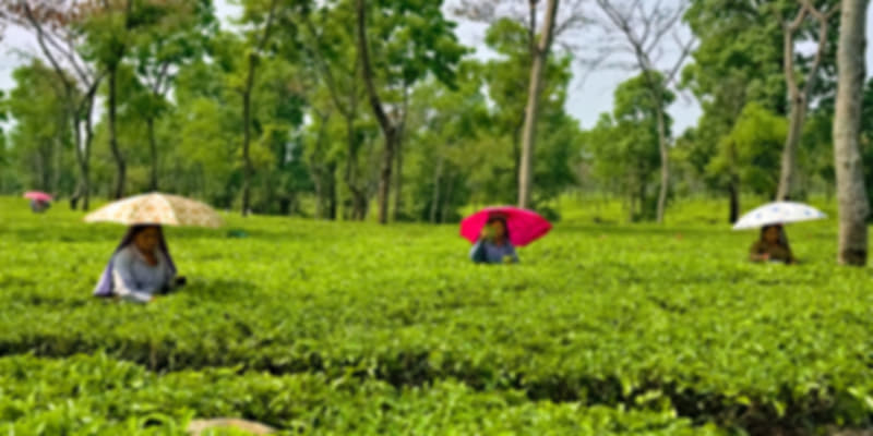 tea estate in assam