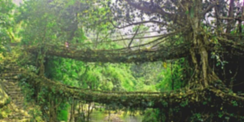 Double-decker living root bridge