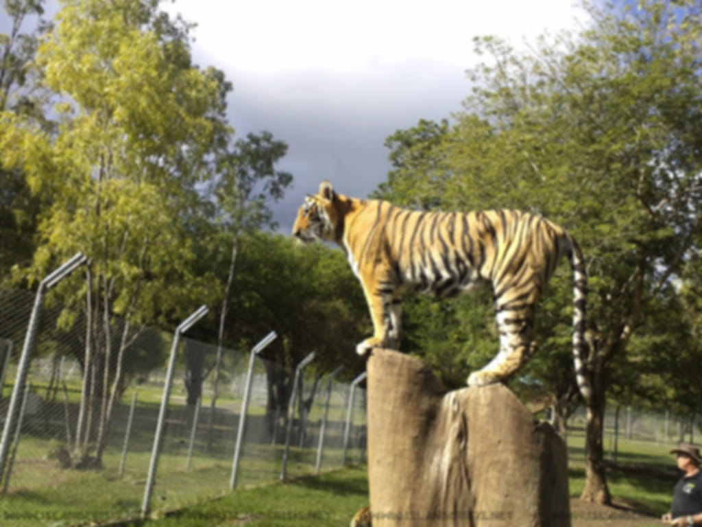 Find your spirit at Casela Adventure Park, Mauritius