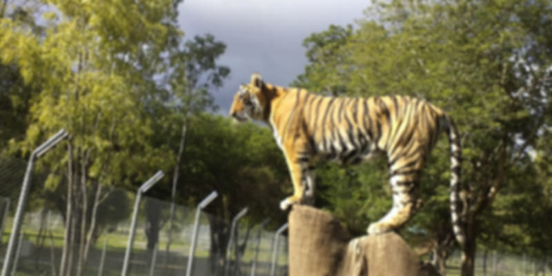 A tiger in Casela Adventure Park