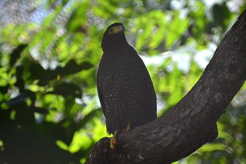 Chidiya Tapu – A Mystery of Andaman