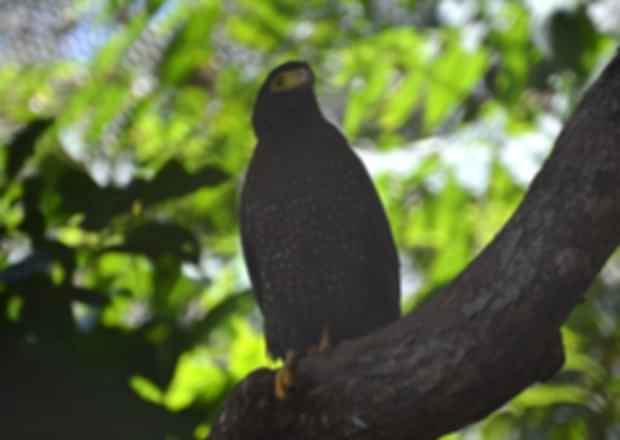 Chidiya Tapu – A Mystery of Andaman