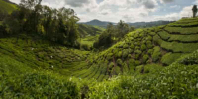 Cameron Highlands