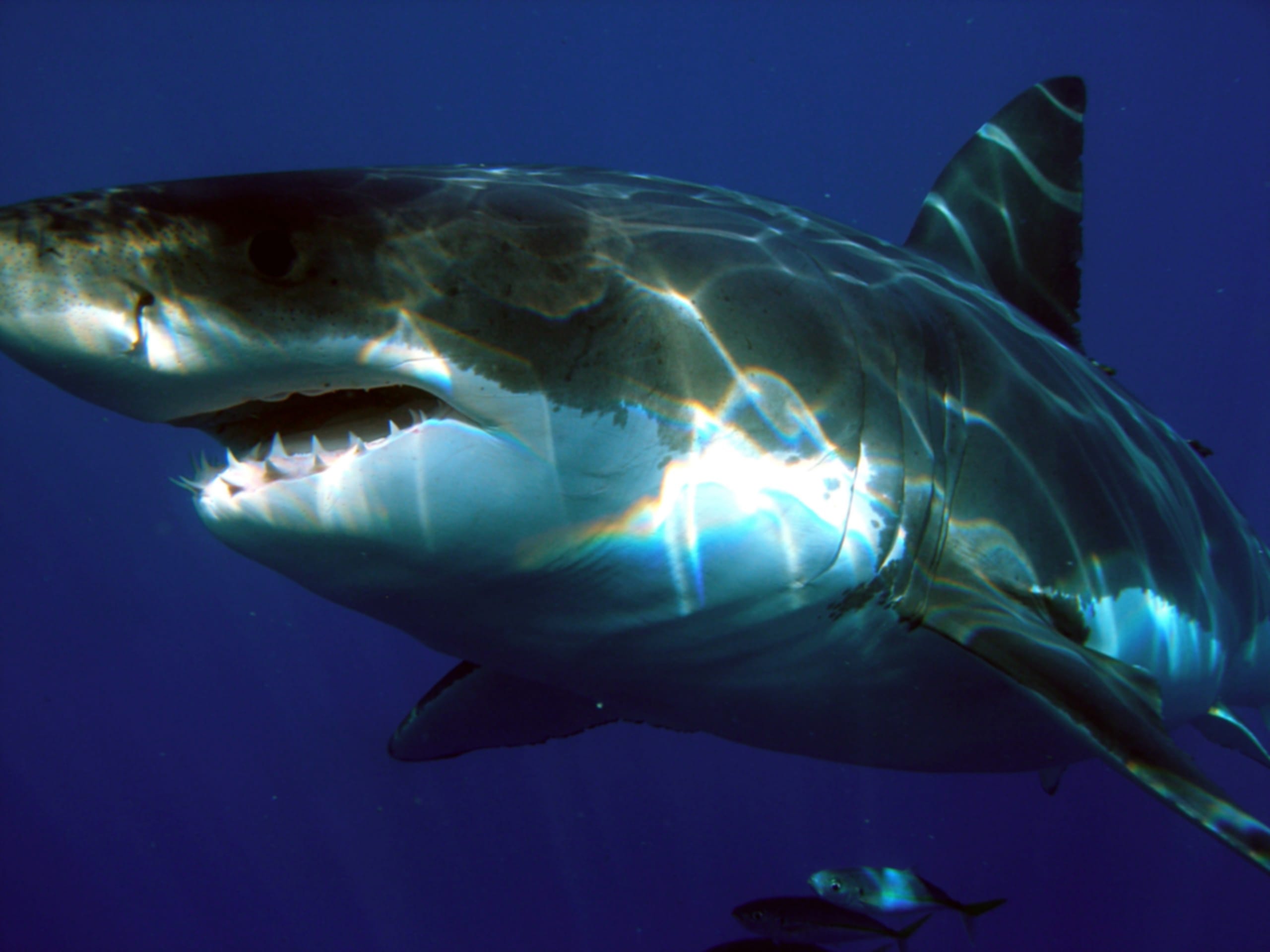 The Most Shark-Infested Waters in Australia