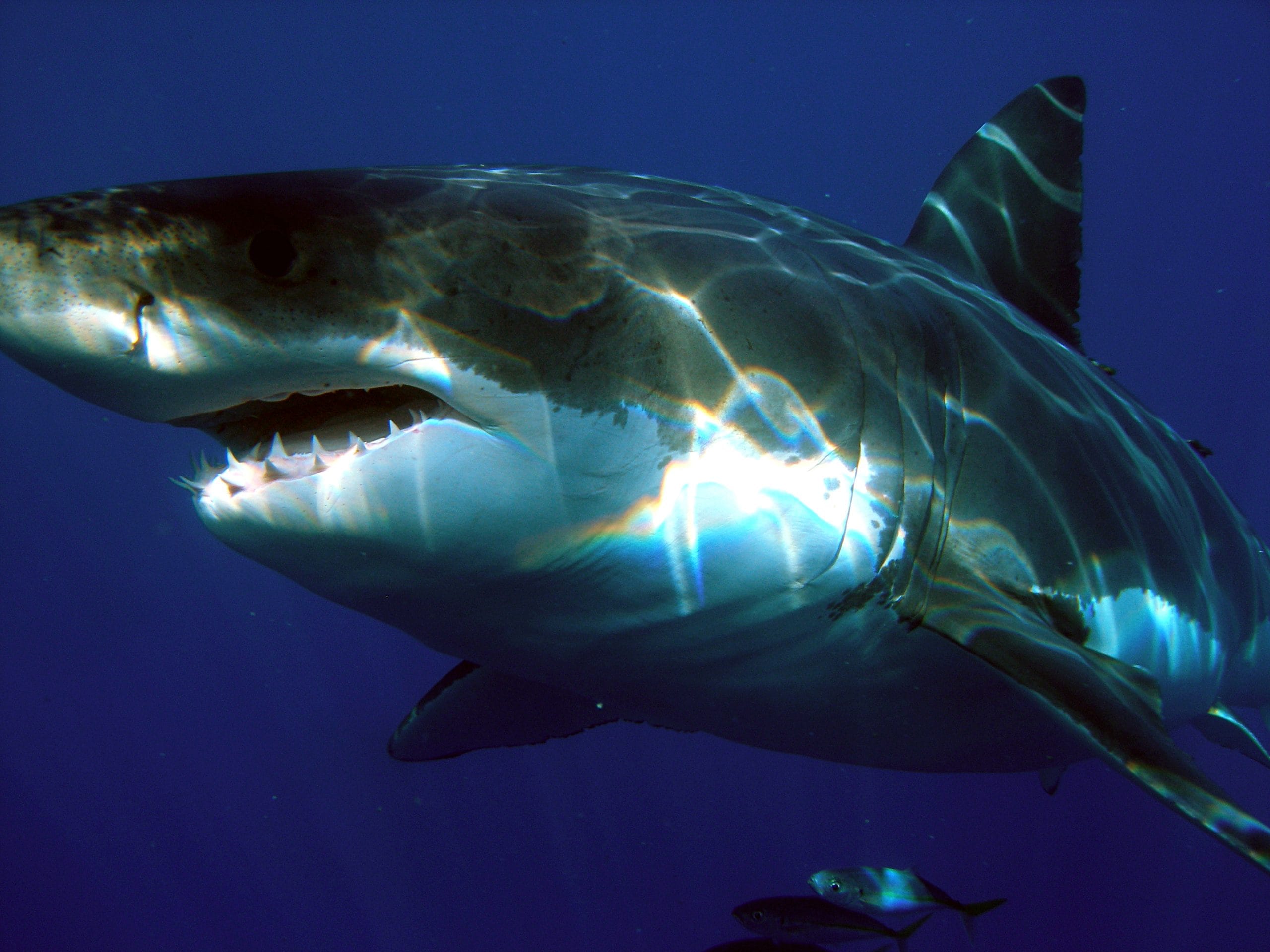 The Most Shark-Infested Waters in Australia