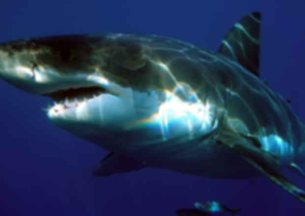 The Most Shark-Infested Waters in Australia