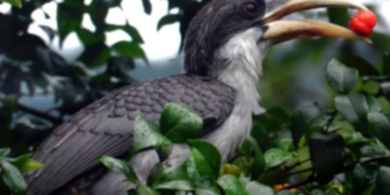 Close up view of Hornbill