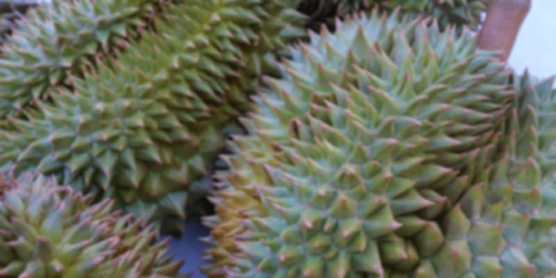Raw Durian Fruit