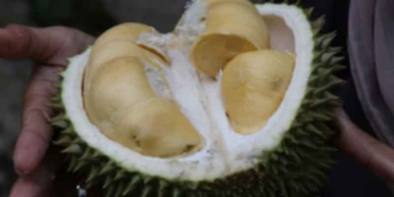 Inner pulp of Durian Fruit