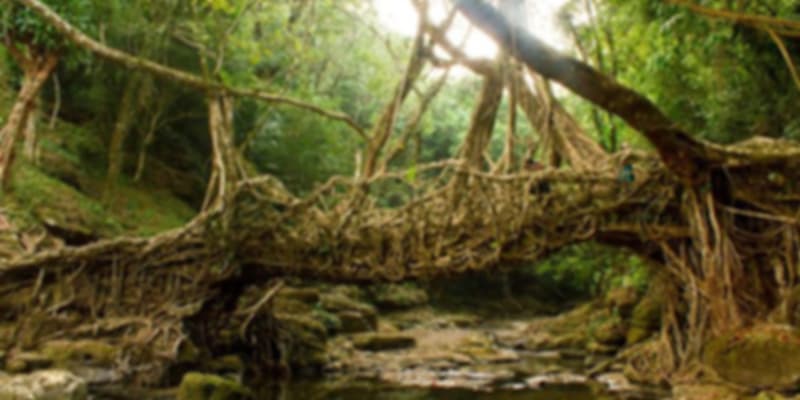 Living Root Bridge