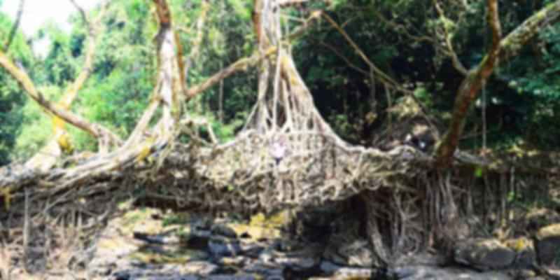 Mawlynnong's Living Root Bridge