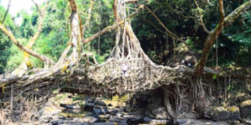 Mawlynnong's Living Root Bridge