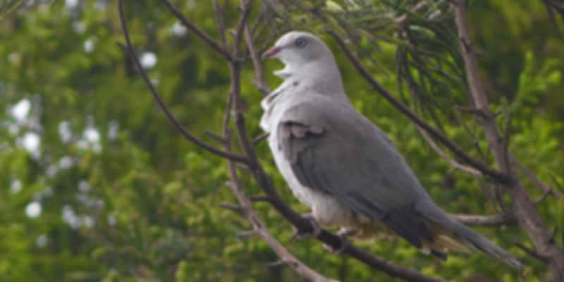 pigeon at Kitam (Bird) Wildlife Sanctuary