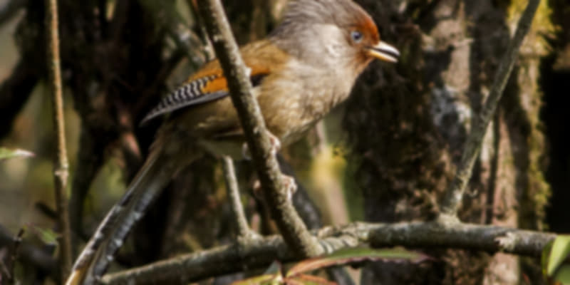 rusty barwing in sikkim wildlife sanctuary