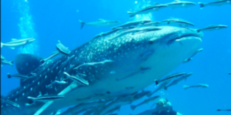 Scuba Diving in Koh Chuang