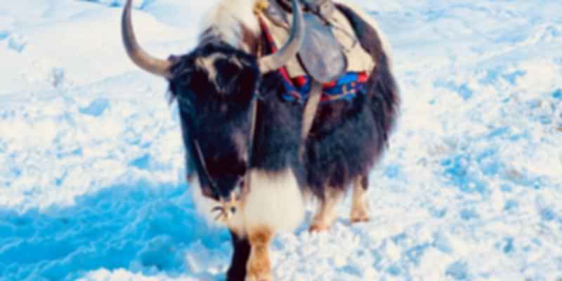 Yak Safari in Sikkim