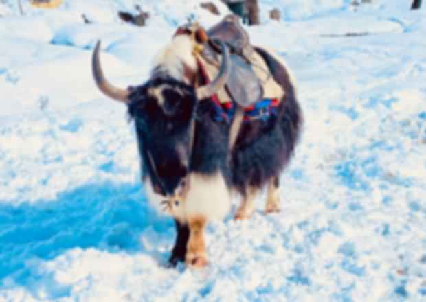 Yak Safari in Sikkim – A Truly Unique Experience!